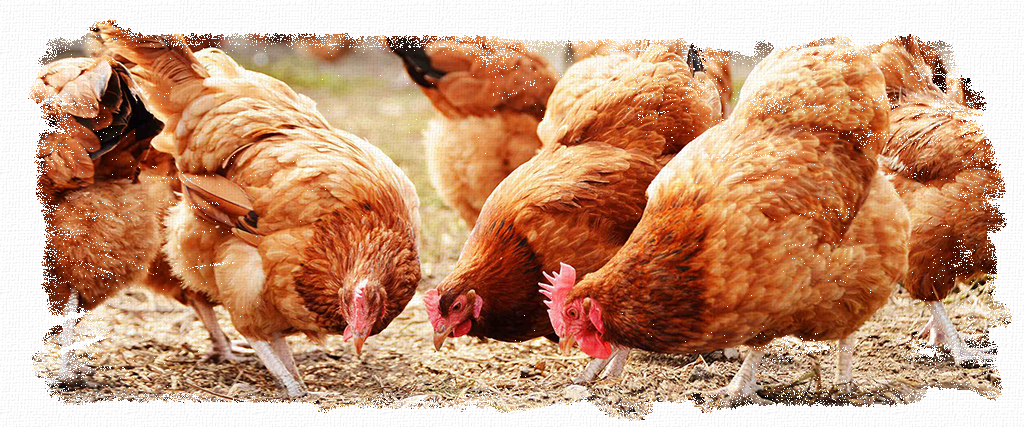 Birds_Header, chickens, hens, poultry, pigeons, ducks, chicks, food, feed, supplements